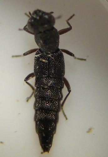 Réf. 256 731 : Stenus sp.